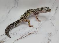 gecko leopard - Photo 5
