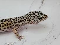 gecko leopard - Photo 6