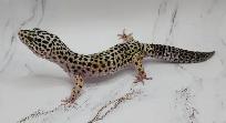 gecko leopard - Photo 7