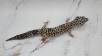 gecko leopard - Photo 8