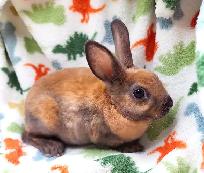 lapin mini-rex (hypoallergene)