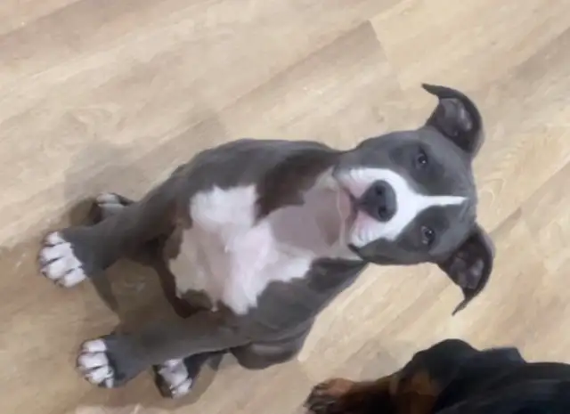 Free puppy