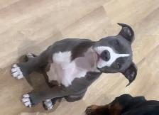 Free puppy