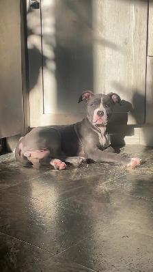Free puppy - Photo 2