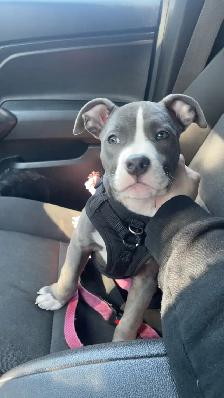 Free puppy - Photo 3