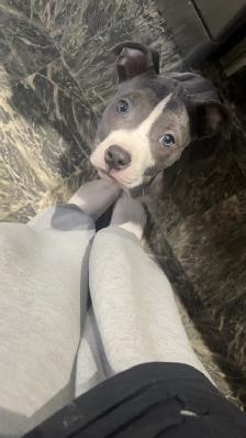 Free puppy - Photo 4
