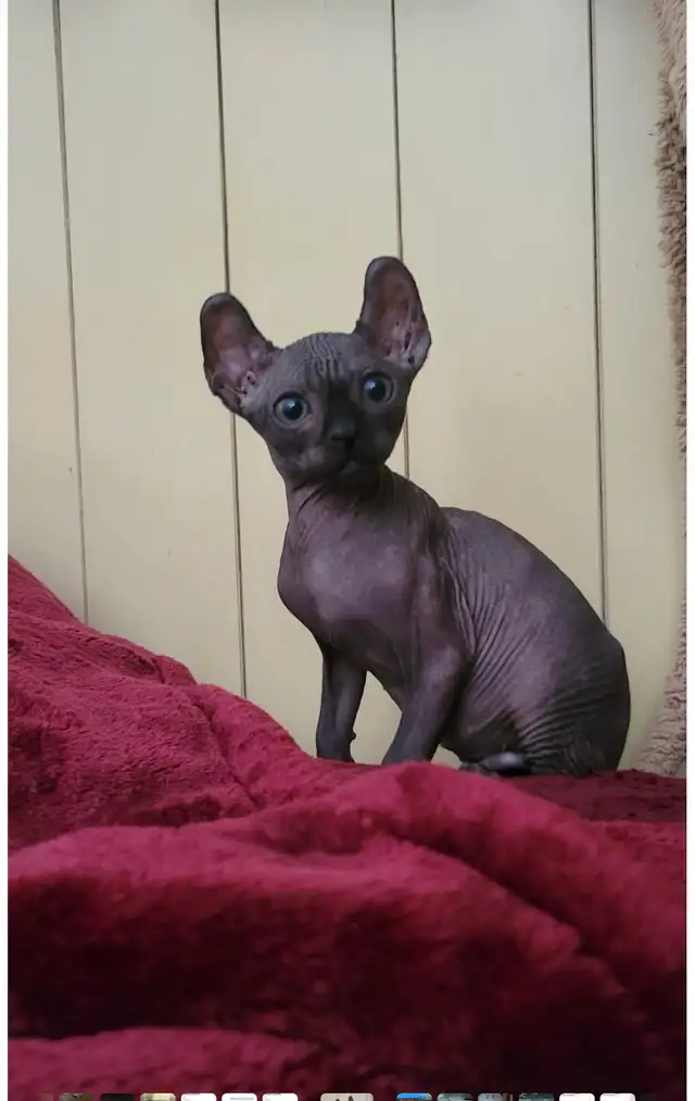 chatons stérilisé prêt à partir