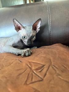 chatons stérilisé prêt à partir - Photo 2
