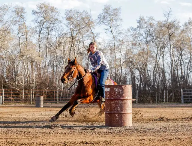 6 yr old gelding