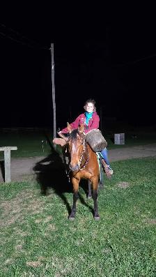 6 yr old gelding - Photo 2