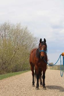 6 yr old gelding - Photo 3