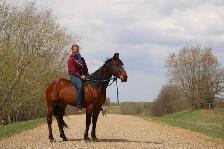 6 yr old gelding - Photo 4