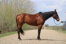 6 yr old gelding - Photo 5