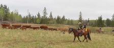 6 yr old gelding - Photo 6