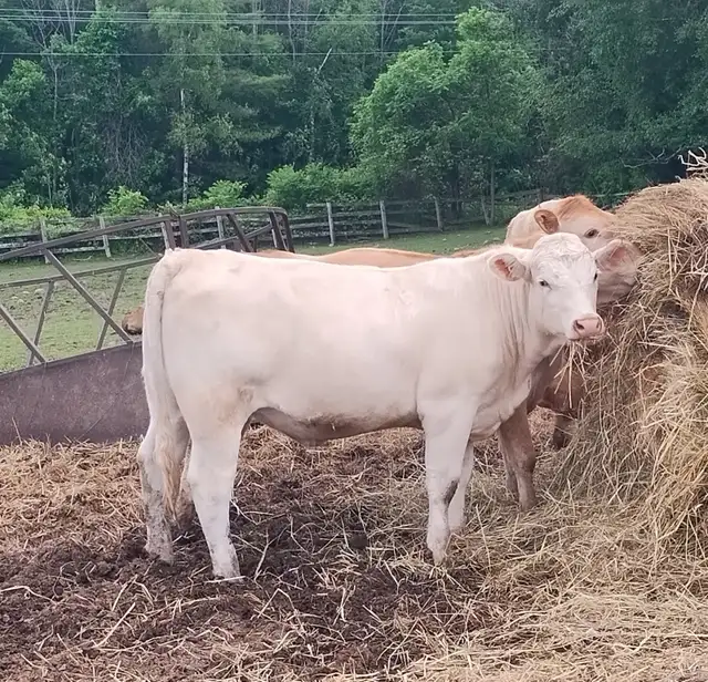 CHAR BLONDE CROSS HEIFERS