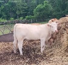 CHAR BLONDE CROSS HEIFERS