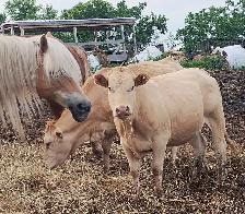 CHAR BLONDE CROSS HEIFERS - Photo 2