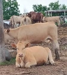 CHAR BLONDE CROSS HEIFERS - Photo 3
