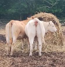 CHAR BLONDE CROSS HEIFERS - Photo 4
