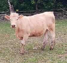 CHAR BLONDE CROSS HEIFERS - Photo 5