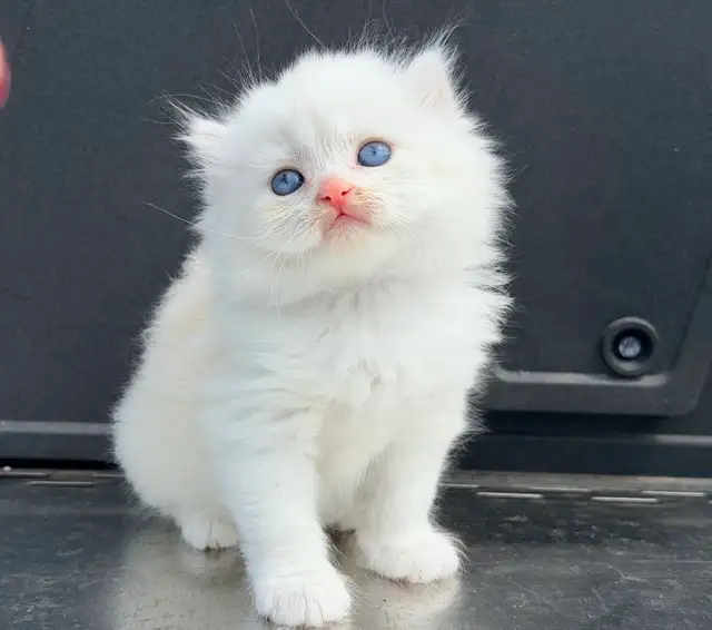 Scottish Straight Kitten (Male)
