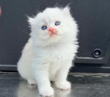 Scottish Straight Kitten (Male)