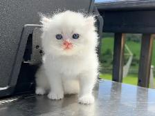 Scottish Straight Kitten (Male) - Photo 2