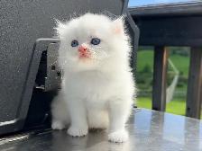 Scottish Straight Kitten (Male) - Photo 3