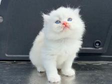 Scottish Straight Kitten (Male) - Photo 4