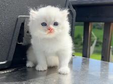 Scottish Straight Kitten (Male) - Photo 5