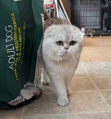 Scottish Straight Kitten (Male) - Photo 6