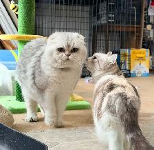 Scottish Straight Kitten (Male) - Photo 8