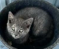 Chatons à vendre