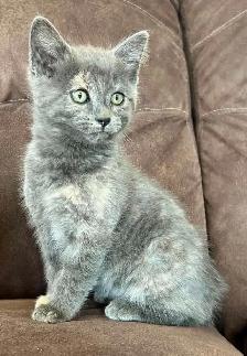 Chatons à vendre - Photo 2
