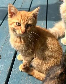 Chatons à vendre - Photo 3