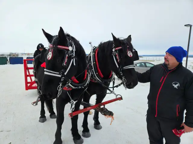 Percheron Geldings
