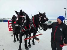 Percheron Geldings