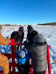 Percheron Geldings - Photo 2