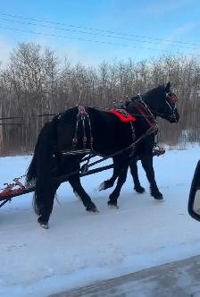 Percheron Geldings - Photo 3