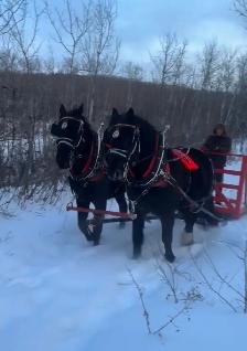 Percheron Geldings - Photo 4