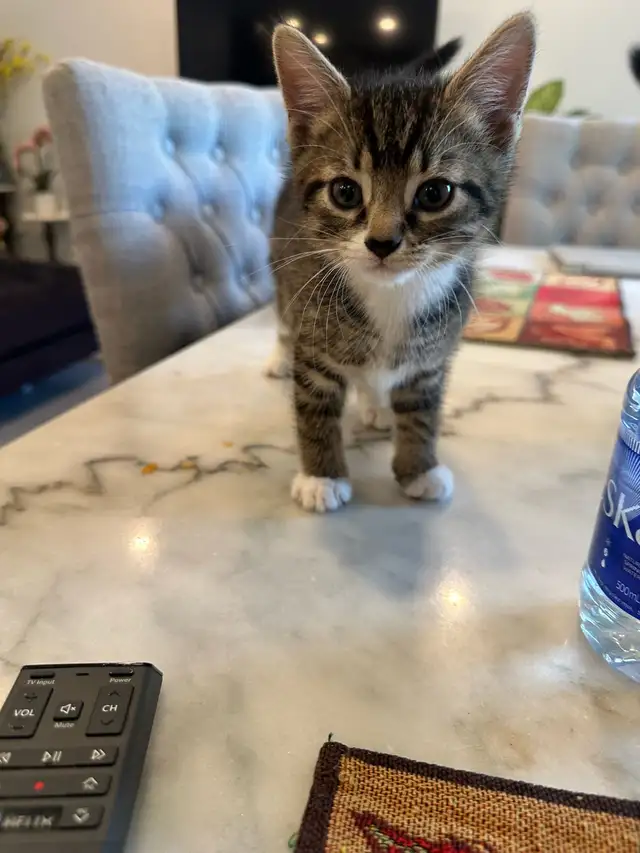 Deux adorables chatons mâles