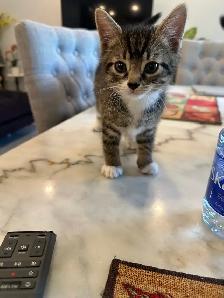 Deux adorables chatons mâles