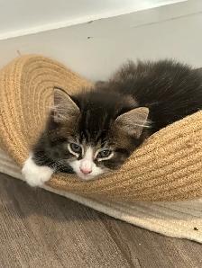 Deux adorables chatons mâles - Photo 4