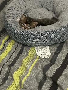 Deux adorables chatons mâles - Photo 6