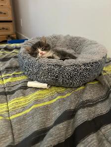 Deux adorables chatons mâles - Photo 7