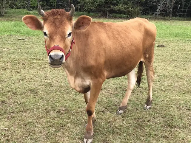 JERSEY milk cow and heffer for sale