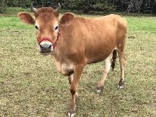 JERSEY milk cow and heffer for sale