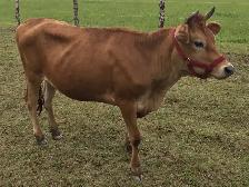 JERSEY milk cow and heffer for sale - Photo 2