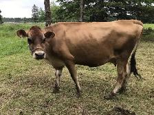 JERSEY milk cow and heffer for sale - Photo 3