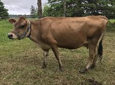 JERSEY milk cow and heffer for sale - Photo 4
